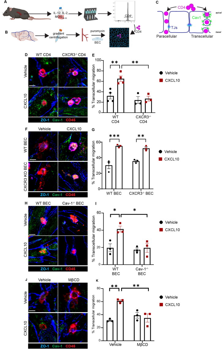A Brain Endothelial Cell Caveolin-1/CXCL10 Axis Promotes T Cell Transcellular Migration Across the Blood-Brain Barrier.