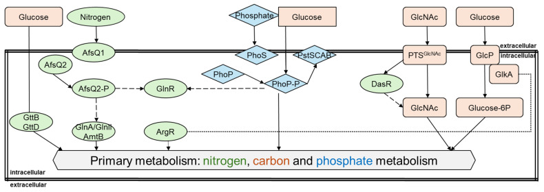 Current Approaches for Genetic Manipulation of <i>Streptomyces</i> spp.-Key Bacteria for Biotechnology and Environment.