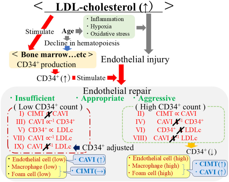 Beneficial influence of low-density lipoprotein cholesterol on the endothelium in relation to endothelial repair.