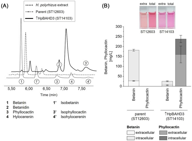 BAHD acyltransferase from dragon fruit enables production of phyllocactin in engineered yeast.