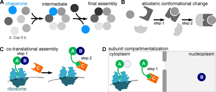 Stepwise order in protein complex assembly: approaches and emerging themes.