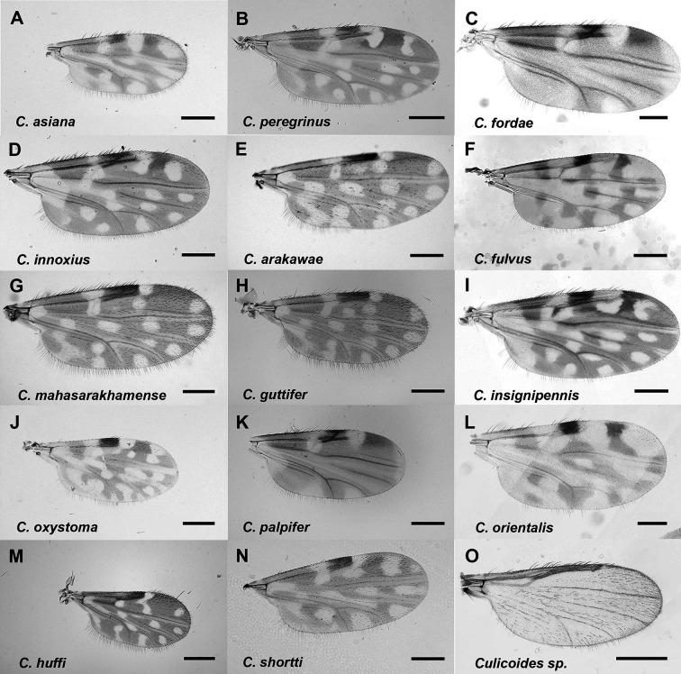 Molecular detection of parasites and host preference in wild-caught Culicoides biting midges (Diptera: Ceratopogonidae) in Chiang Mai and Nakhon Si Thammarat Provinces, Thailand.