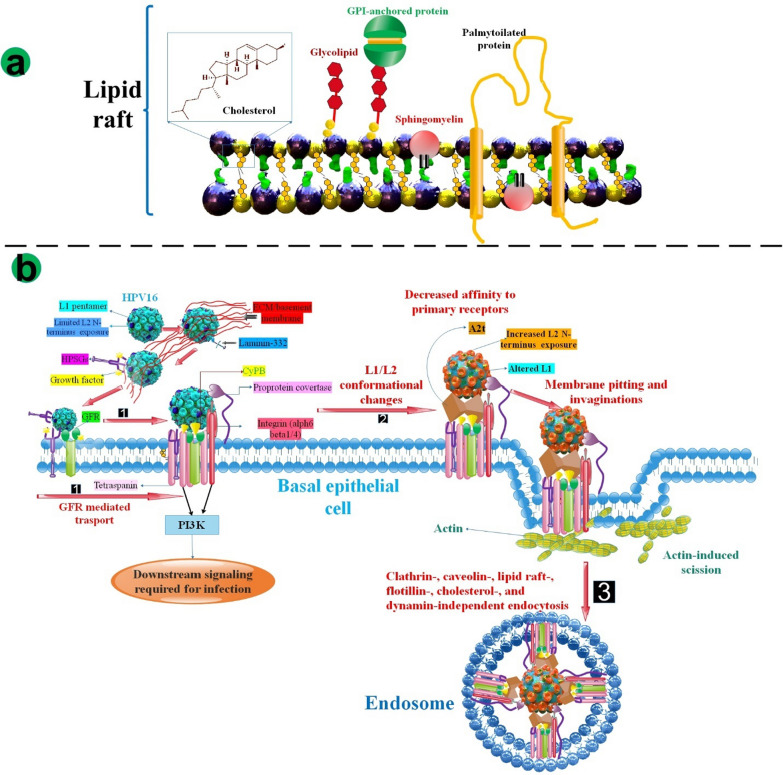 The role of lipids and lipids lowering drugs in human papillomavirus (HPV) and HPV-associated cancers.