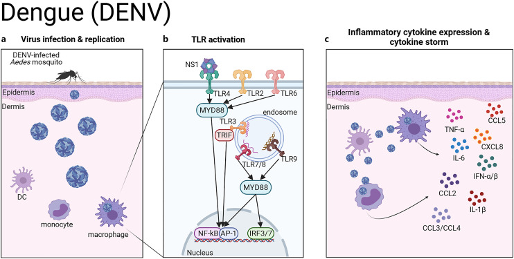 RNA Viruses, Toll-Like Receptors, and Cytokines: The Perfect Storm?
