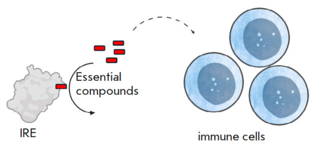 Immunoregulatory Enzymes.
