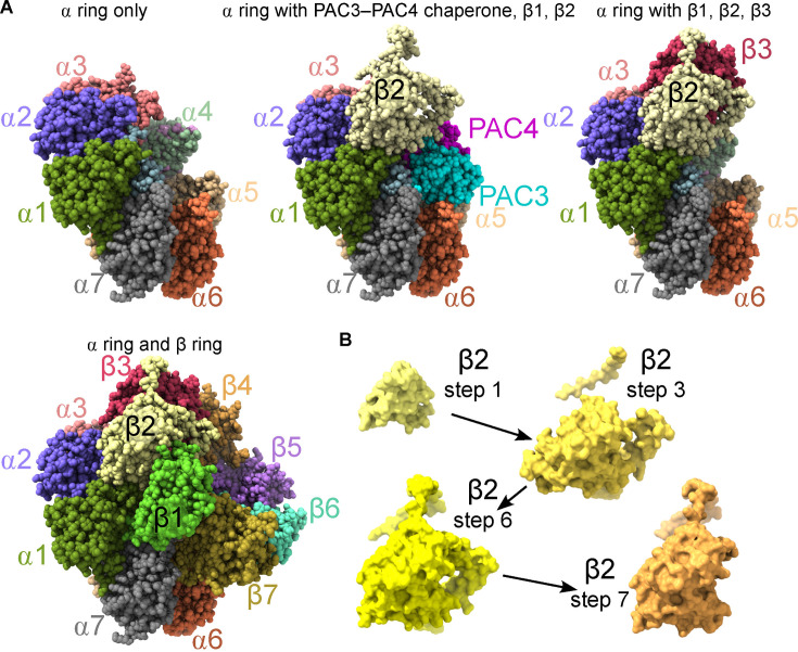 Stepwise order in protein complex assembly: approaches and emerging themes.