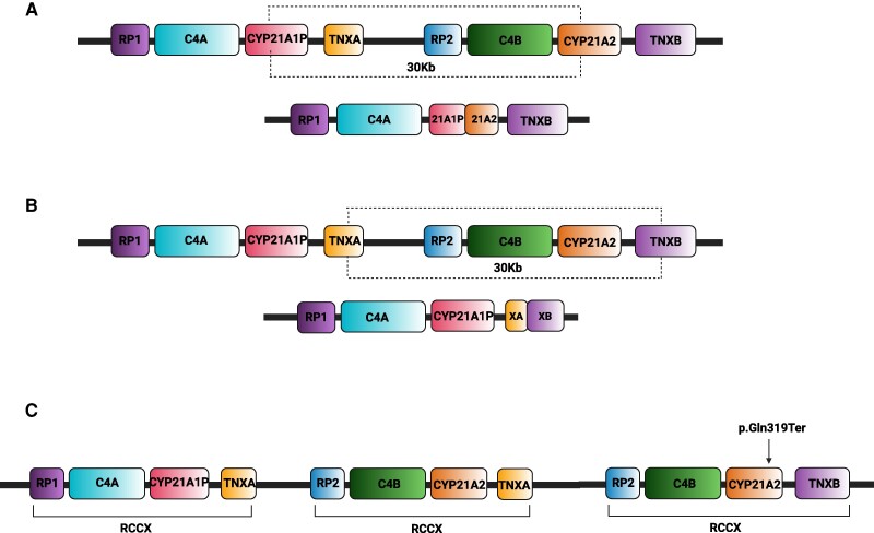 Genetics in Congenital Adrenal Hyperplasia Due to 21-Hydroxylase Deficiency and Clinical Implications.