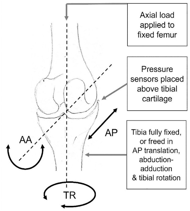The role of high-resolution cartilage thickness distribution for contact mechanics predictions in the tibiofemoral joint.