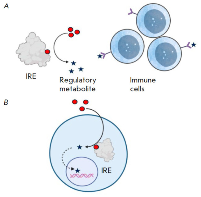 Immunoregulatory Enzymes.