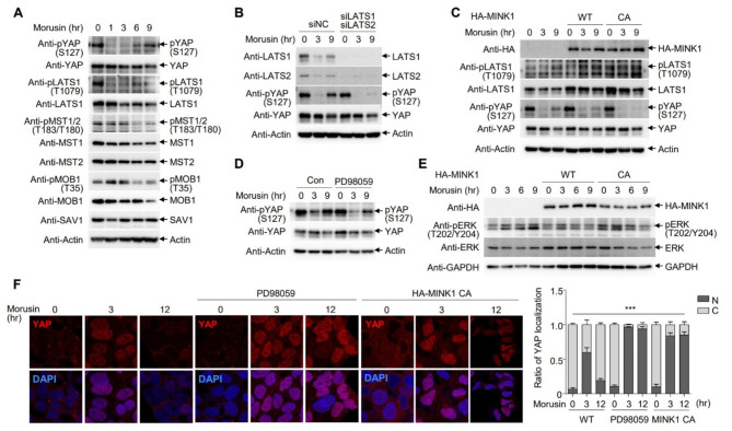Transient activation of YAP/TAZ confers resistance to morusin-induced apoptosis.