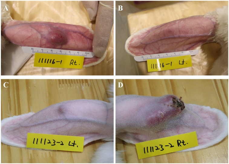 Feasibility of rabbit auricular VX2 tumor model as an experimental model for intra-arterial embolization.