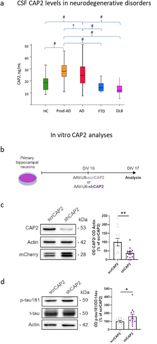 Cerebrospinal fluid cyclase-associated protein 2 is increased in Alzheimer's disease and correlates with tau pathology.