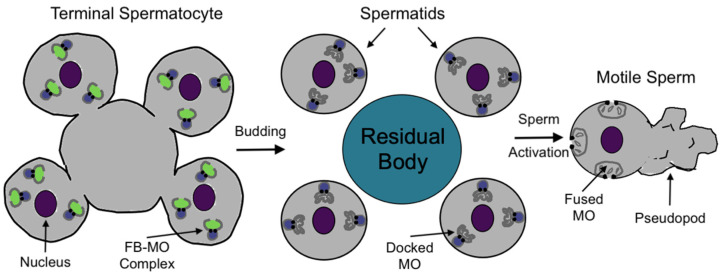 Utilizing <i>C. elegans</i> Spermatogenesis and Fertilization Mutants as a Model for Human Disease.