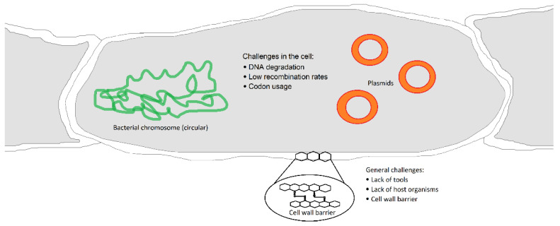 Current Approaches for Genetic Manipulation of <i>Streptomyces</i> spp.-Key Bacteria for Biotechnology and Environment.
