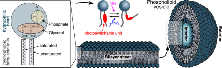Photoswitchable phospholipids for the optical control of membrane processes, protein function, and drug delivery.