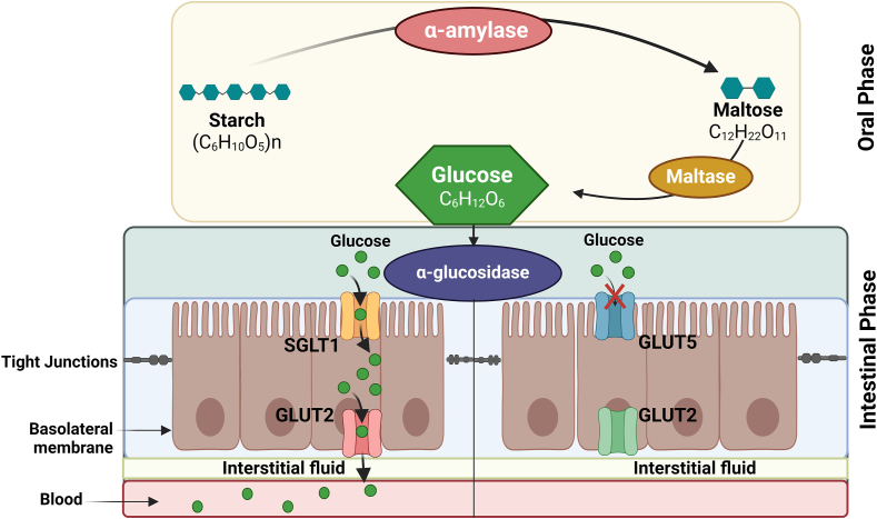 Dietary Polyphenols as Potential Therapeutic Agents in Type 2 Diabetes Management: Advances and Opportunities