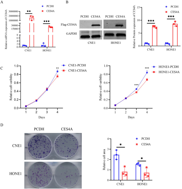Carboxylesterase 4A Inhibits the Malignant Biological Behavior of Nasopharyngeal Carcinoma via the PI3K/AKT Pathway.