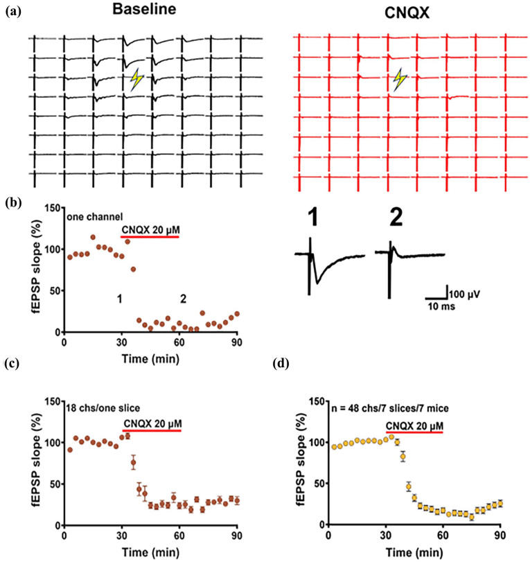 Characterization of excitatory synaptic transmission in the retrosplenial cortex of adult mice.