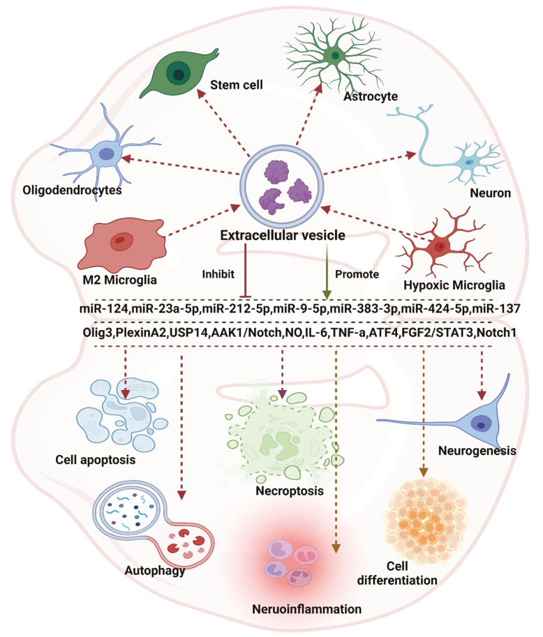 From acute lung injury to cerebral ischemia: a unified concept involving intercellular communication through extracellular vesicle-associated miRNAs released by macrophages/microglia.