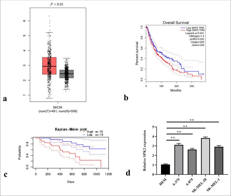Hypoxia-induced S-phase kinase-interacting protein 2 knockdown repressed the progression of melanoma through extracellular signal-regulated kinase 1/2 pathway.
