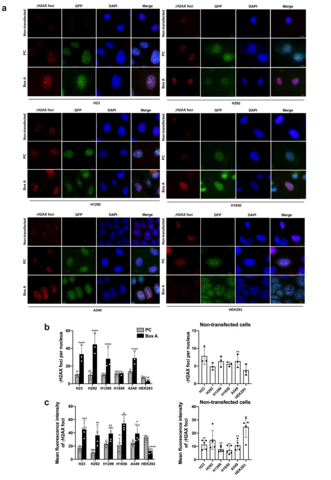 The role of Box A of HMGB1 in producing γH2AX associated DNA breaks in lung cancer.