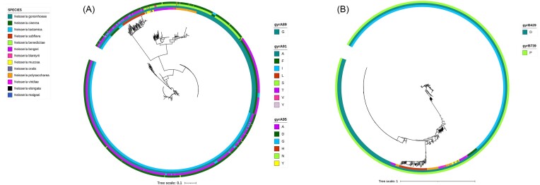 In vitro evolution of ciprofloxacin resistance in Neisseria commensals and derived mutation population dynamics in natural Neisseria populations.