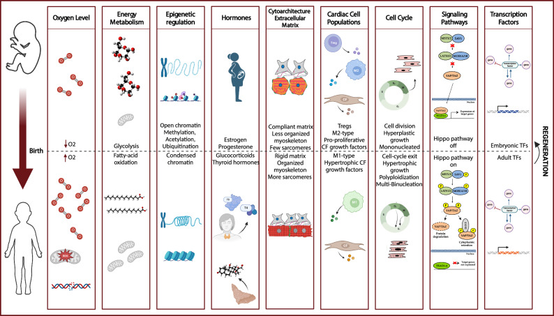 Revitalizing the heart: strategies and tools for cardiomyocyte regeneration post-myocardial infarction.