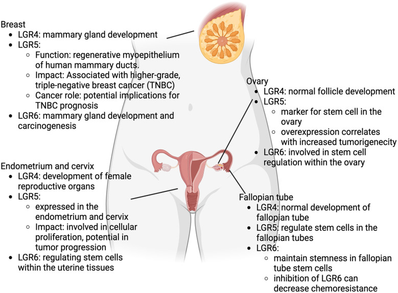 Role of Leucine-Rich Repeat-Containing G-Protein-Coupled Receptors 4-6 (LGR4-6) in the Ovary and Other Female Reproductive Organs: A Literature Review.