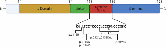 Cysteine string protein α and a link between rare and common neurodegenerative dementias.