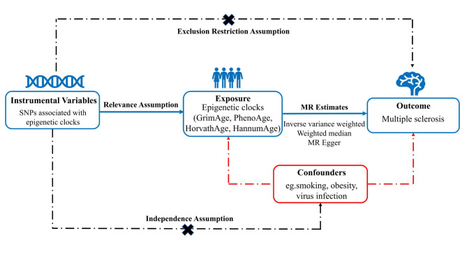 Assessment of relationships between epigenetic age acceleration and multiple sclerosis: a bidirectional mendelian randomization study.