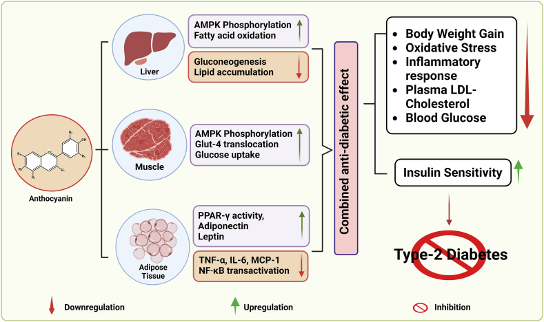 Dietary Polyphenols as Potential Therapeutic Agents in Type 2 Diabetes Management: Advances and Opportunities