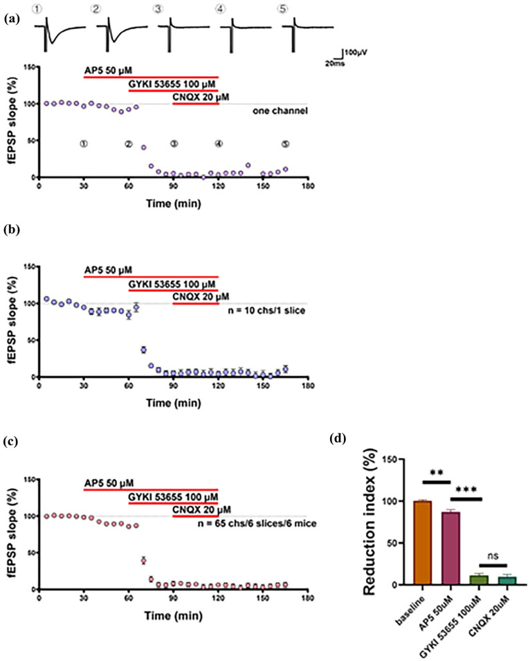 Characterization of excitatory synaptic transmission in the retrosplenial cortex of adult mice.