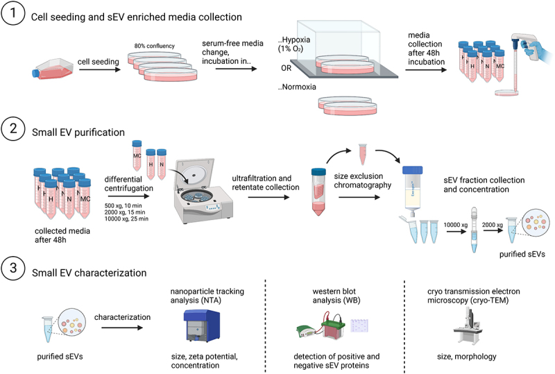 Effects of small extracellular vesicles derived from normoxia- and hypoxia-treated prostate cancer cells on the submandibular salivary gland epithelium <i>in vitro</i>.