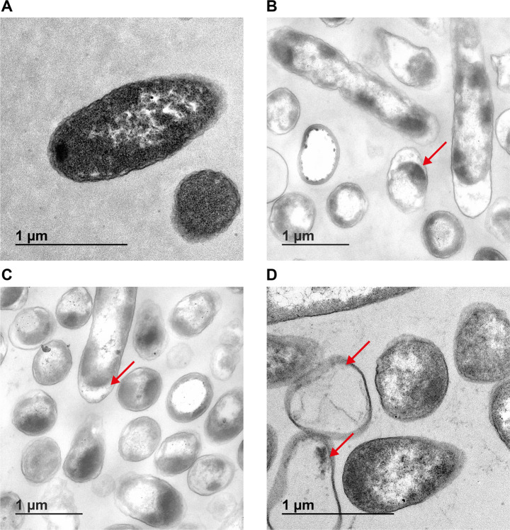 Mode of action of silver-based perovskite against Gram-negative bacteria.
