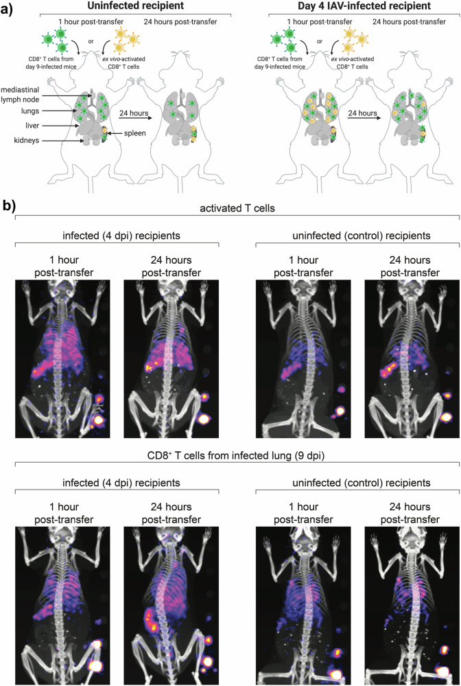 Molecular imaging of viral pathogenesis and opportunities for the future.