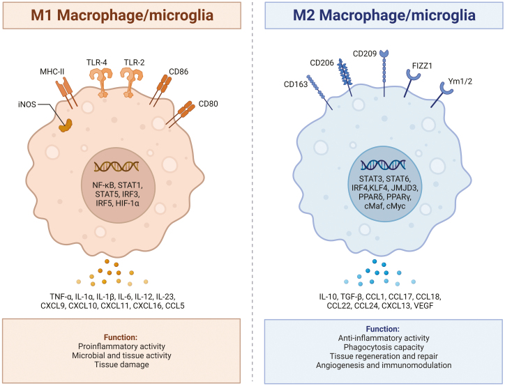 From acute lung injury to cerebral ischemia: a unified concept involving intercellular communication through extracellular vesicle-associated miRNAs released by macrophages/microglia.