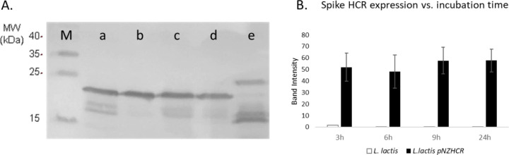 Optimization of growth conditions and the inducer concentration for increasing spike protein expression in recombinant <i>Lactococcus lactis</i> and its kinetic modeling.