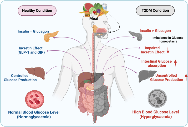 Dietary Polyphenols as Potential Therapeutic Agents in Type 2 Diabetes Management: Advances and Opportunities