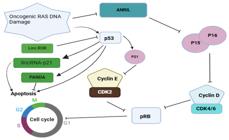 Long Intergenic Non-Coding RNAs and <i>BRCA1</i> in Breast Cancer Pathogenesis: Neighboring Companions or Nemeses?