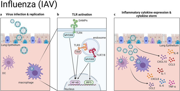 RNA Viruses, Toll-Like Receptors, and Cytokines: The Perfect Storm?