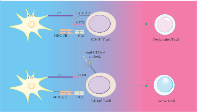 Immune Tolerance Regulation Is Critical to Immune Homeostasis.