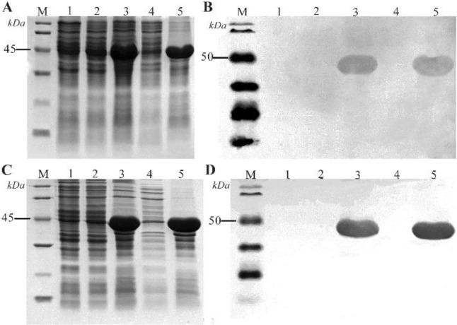 The Role of Disulfide Bridges in the Interaction of <i>E. coli</i> -Derived Recombinant SCARB2 and EV-A71's Capsid.
