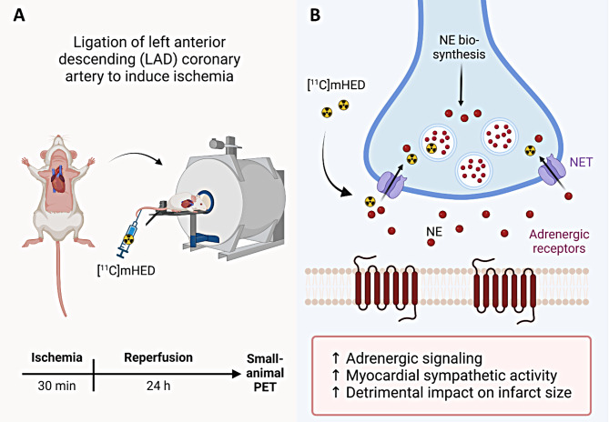 Age- and sex-specific differences in myocardial sympathetic tone and left ventricular remodeling following myocardial injury.