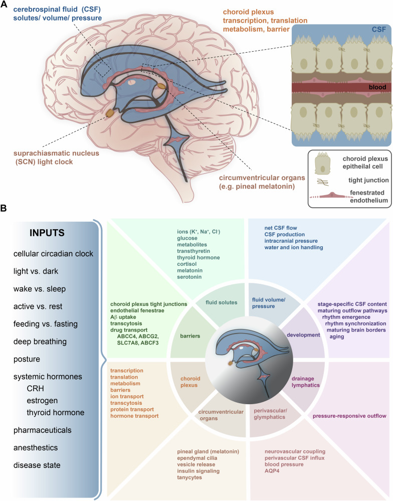 Harnessing the circadian nature of the choroid plexus and cerebrospinal fluid.