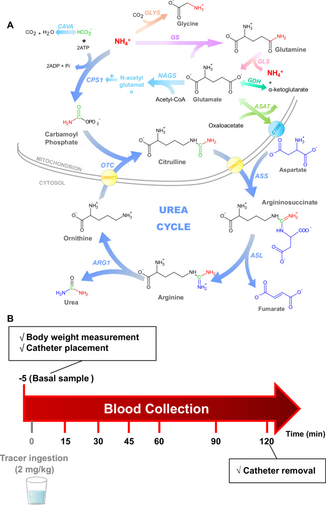 Characterization and treatment monitoring of ureagenesis disorders using stable isotopes.