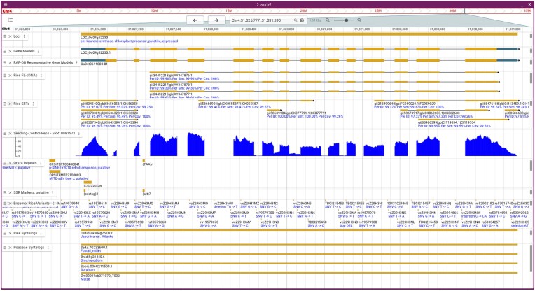 The rice genome annotation project: an updated database for mining the rice genome.