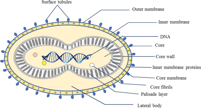 Monkeypox: a re-emergent virus with global health implications - a comprehensive review.