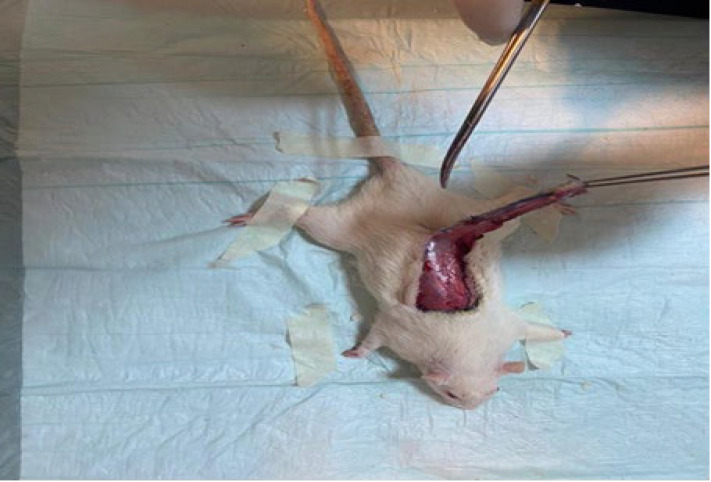 Evaluation of the Appropriate Time of Botulinum Toxin Type A Injection To Increase the Survival of Random Flaps in Rat.