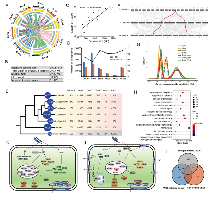 Genome compaction underlies the molecular adaptation of bay cedar (<i>Suriana maritima</i>) to the extreme habitat on the tropical coral islands.