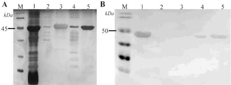The Role of Disulfide Bridges in the Interaction of <i>E. coli</i> -Derived Recombinant SCARB2 and EV-A71's Capsid.